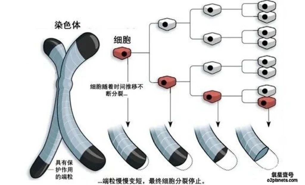 高压氧对细胞衰老的影响