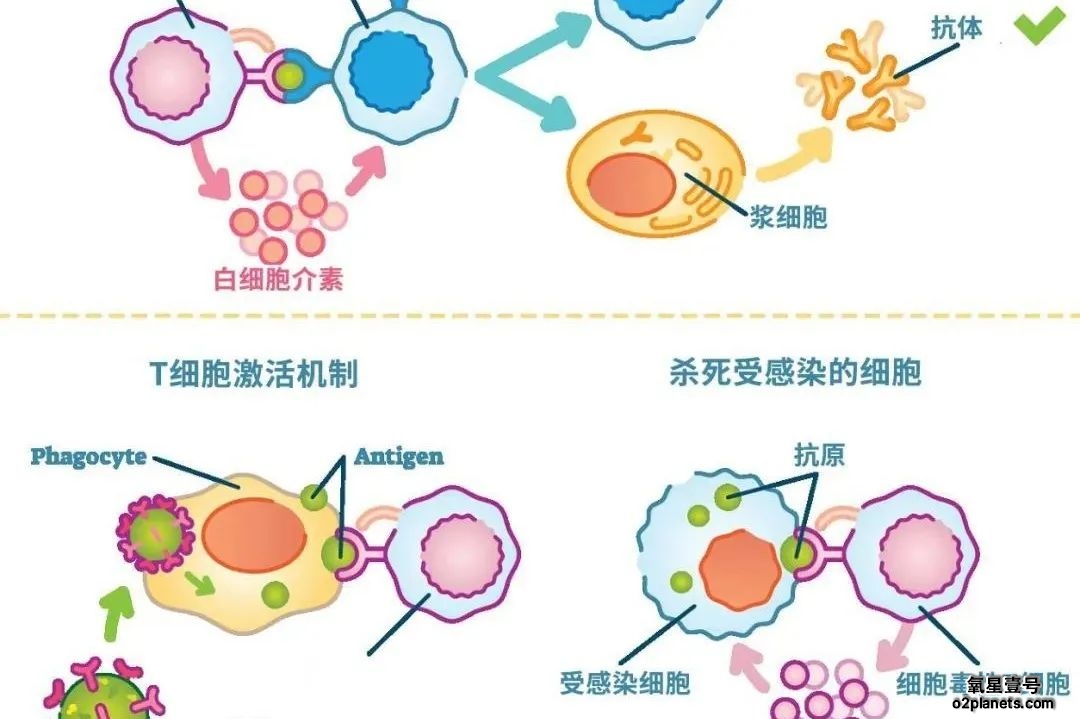 高压氧告诉你免疫力系统重要性